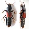Bledius sp.